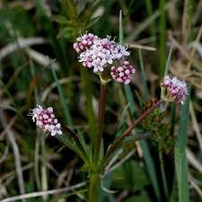 Image result for Valeriana