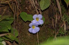 Image result for Gesneriaceae