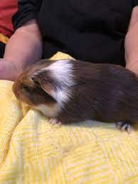 2 crested male guinea pigs 15 weeks old 2 abyssinian tricoloured female guinea pigs. Pin On Baby Guinea Pigs For Sale