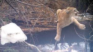 Every deer hunter that has spent any amount of time in the woods, or more appropriately around a campfire with other hunters, has heard stories related to mountain lion sightings. About Mountain Lions Mountain Lion Foundation