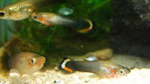 Black Star Endler Tropical Fish Betta Fish Guppy