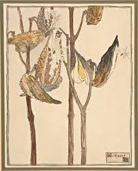 Milkweed Pods Milkweed Art Color Wheel Art Botanical Art