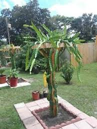 12 Dragon Fruit Cactus Plant W Pot Hylocereus Undatus Pitaya Self Pollinating Ebay