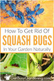 Try this cheap trick to get rid of ants overnight. How To Get Rid Of Squash Bugs Naturally Squash Bugs Garden Pests Vegetable Garden