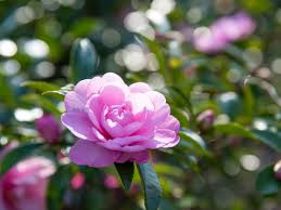 山茶花 種類 写真