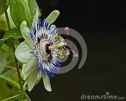 Close Up Passiflora Caerulea Passion Flower Passiflora Caerulea Passiflora Caerulea