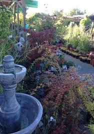 The retail nursery specializes in dwarf conifers, alpine plants, container plants and trees. Find Nurseries Garden Centers Garden Washington