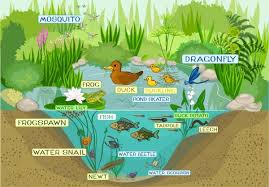 The diagram represents a food web in an ecosystem. 35 995 Ecosystem Vector Images Free Royalty Free Ecosystem Vectors Depositphotos