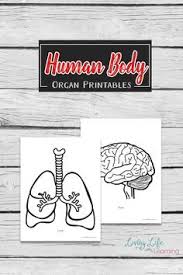 640x828 body coloring pages human body coloring pages for kids body parts. Human Body Organs Printable Coloring Pages Human Body Organs Human Body Activities Human Body