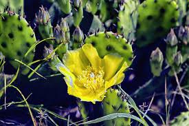 Searchresultsfast.com has been visited by 100k+ users in the past month Prickly Pear Or Indian Fig Or Devils Tongue A Cactus Native On Cape Cod Photograph By Constantine Gregory