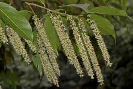 Image result for Homalium