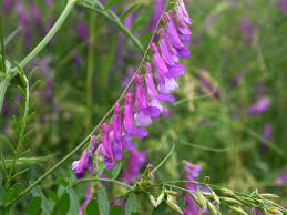 Image result for Vicia villosa
