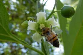 Image result for Cayaponia