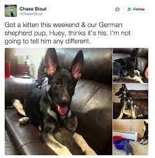21 Tweets For Cat People Dog People And All People Cute Baby Animals Dog People Cute Dogs
