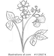 Download this coloring page with life cycle of strawberry isolated on white background plant growth stage from seed to strawberry plant with ripe berries vector illustration now. Strawberry Clipart 1129274 Illustration By Picsburg