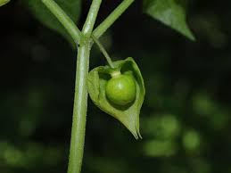 Image result for Physalis lagascae