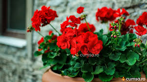 Termenul orhidee, care este doar o formă scurtă pentru denumirea științifică orchidaceae, a apărut abia în anul 1845. Pastrarea Muscatelor Peste Iarna Cum Sa Ai Grija De Florile Tale Cumsa Ro