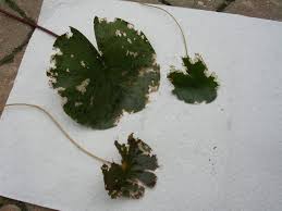We did not find results for: Need Some Quick Advise Tiny Clear Worms Eating Lily Pads