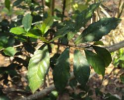 Image result for Streblus