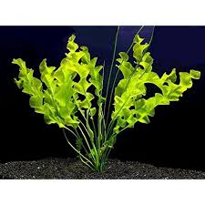 Image result for Aponogeton junceus