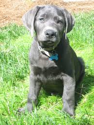 The cheapest offer starts at £1,000. Charcoal Lab Want One So Bad Charcoal Lab Puppies Lab Puppies Cute Dogs And Puppies