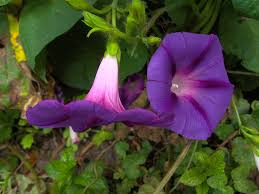 Image result for Ipomoea venosa