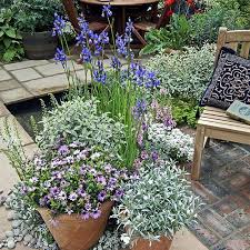Perennial Container Garden With Artemisia Siberian Iris Lavender And Anemone Patio Plants Plants Container Gardening