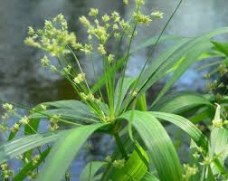 Image result for Cyperus costatus