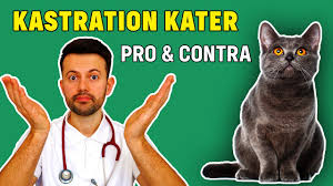 Die kastration von katze und kater ist ein routineeingriff, der nicht nur unerwünschten nachwuchs verhindert, sondern gleichzeitig das zusammenleben von katze und mensch erleichtern kann. Kastration Kater Tierarzt Erklart Risiken Vorteile Nachteile Youtube