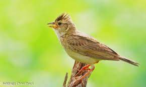 22/09/2012 pukul 05:02 aries munandi. 16 Ciri Burung Branjangan Jantan Dan Betina Terupdate Pojok Burung