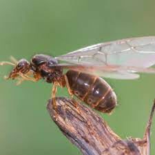 One interesting fact about the winged flies is that there are. How To Get Rid Of Flying Ants