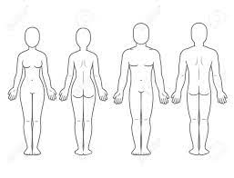 Female body system diagram body meridian system vector illustration scheme chinese energy. Male And Female Body Front And Back View Blank Human Body Template Royalty Free Cliparts Vectors And Stock Illustration Image 95218807