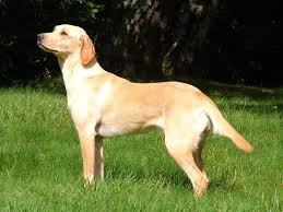 Formel 1, formel 1 labrador hunhund købes. Formel 1 Hund Hvalp Hvalpelisten Labrador Retriever Forst Nar Hunden Tager Kontakt Og Holder Fokus I Traeningen Kan Vi Surgamusama