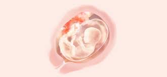 16 Ssw Symptome Schwangerschaft Entwicklung Pampers