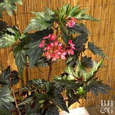 Protea plants are more frost tolerant than most tropical flowers and can stay outdoors all year in zone 8. Pin On Plant List