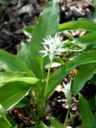 Image result for Allium ursinum
