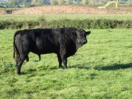 Pentecost, explains a possible reason for the introduction of the red coloration into the aberdeen angus breed. How Red Angus Cattle Developed In America