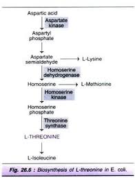 Microbial Production Of 7 Types Of Amino Acids