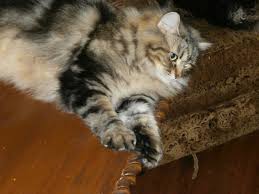 Waiting lists are now open for these beautiful kittens. Heart Of Gold Siberian Kittens For Sale Cattery Sawnee Mtn Georgia Siberian Fl Sc Nc Ga Tn Ky Nj Pa Russian Siberian Cat Breeder Heart Of Gold Cattery