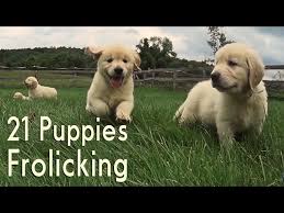They have the temperament of a golden retriever in a smaller package! 21 Adorable Golden Retrievers Free Pets Etc Ecards Greeting Cards 123 Greetings
