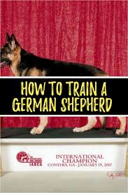 It also means that any german shepherd dog my gsd puppy is now 8 months and we read your advice regularly. A German Shepherd Can Be Found In Various Colors Black And Tan Black And Red All Black Sable White Rece German Shepherd Training German Shepherd Shepherd
