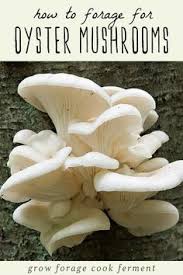 Commercial cat food with oysters may be. 16 Mushroom Info Ideas Stuffed Mushrooms Wild Edibles Mushroom Fungi