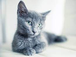 The russian blue cat's personality is rarely unpredictable or aggressive. Russian Blue Cat Breed Information Pictures Characteristics Facts Russian Blue Cat Russian Blue Cat Breeds