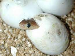 Baby Snakes Tons Of Them Snakebytestv Youtube