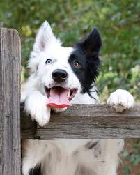 Aremis Border Collie 1 Yr Brilliantborder Super Cute Dogs Fancy Dog Dogs