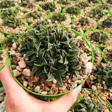 Image result for Euphorbia baylissii