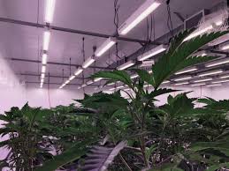 Red light and blue light. Full Spectrum Vs Red Blue Spectrum Leds P L Light Systems