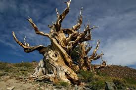 Use it or lose it they say, and that is certainly true when it comes to cognitive ability. Where Is The Oldest Individual Tree Trivia Questions Quizzclub