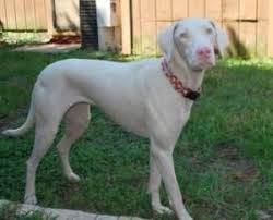 Serving wellington and all of palm beach county, florida. Adopt Lacey On Petfinder Weimaraner Puppies Weimaraner Dogs Beautiful Dogs