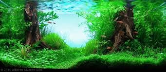 Underwater Landscapes S Photos Underwater Landscapes Freshwater Aquarium Plants Aquascape Nature Aquarium